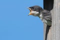 Baby Tree Swallow Begging For Food Royalty Free Stock Photo