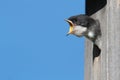 Baby Tree Swallow Begging For Food Royalty Free Stock Photo