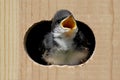 Baby Tree Swallow In a Bird House Royalty Free Stock Photo