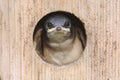 Baby Tree Swallow In a Bird House Royalty Free Stock Photo