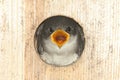 Baby Tree Swallow In a Bird House Royalty Free Stock Photo