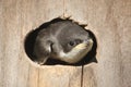 Baby Tree Swallow Royalty Free Stock Photo