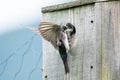 Hungry Tree Swallow Chick Wants Breakfast Royalty Free Stock Photo