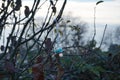 A pacifier tree is used to make it easier for a toddler to be weaned from the pacifier. Berlin, Germany Royalty Free Stock Photo