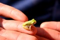 Baby treefrog (Hyla versicolor) Royalty Free Stock Photo