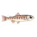 Baby trout cartoonified vector Art fish farm