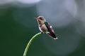 A baby Tufted Coquette hummingbird perched in the rainforest with bokeh background