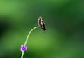 Baby Tufted Coquette hummingbird perched on a stem looking at camera with green background