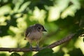Baby Tufted Titmouse
