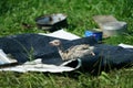 Baby turkey on the summer meadow 2