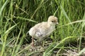 Baby Turkey Searching