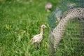 Baby turkey on the summer meadow 1