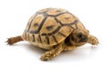 Baby turtle Royalty Free Stock Photo