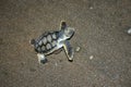 BABY TURTLE