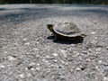 Baby turtle