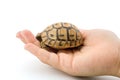 Baby turtle in a child hand