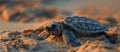 Baby Turtle Crawling on Sandy Beach