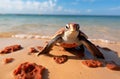 Baby turtle doing her first steps to the ocean Royalty Free Stock Photo