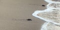 Baby turtle finding its way to the sea, detail on wet beach sand Royalty Free Stock Photo