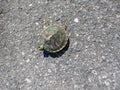 Baby turtle