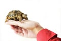 Baby turtle in a hand Royalty Free Stock Photo
