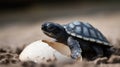 Baby Turtle Hatching from a Cracking Egg, Unveiling the Miraculous Journey from Sand to Sea, New Life Awakens Royalty Free Stock Photo