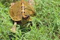 A baby turtle hiding in the grass Royalty Free Stock Photo