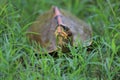 A baby turtle hiding in the grass Royalty Free Stock Photo