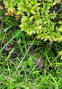 Baby turtle hiding inside garden grass Royalty Free Stock Photo