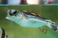 Baby turtle keep in the breeding aquarium.