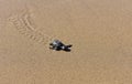 Baby turtle making its way to the sea