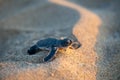 Baby Turtle moving towards the sea