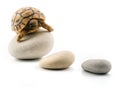 Baby turtle on pebbles