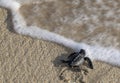 Baby Turtle Reaching the Water Royalty Free Stock Photo