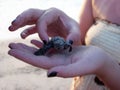 Baby Turtle Release Puerto Vallarta Mexico