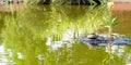 Baby turtle riding on mommy turtles back. Mother and child turtle. Baby turtle playing horseback riding with parent turtle Royalty Free Stock Photo