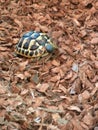 Baby turtle! Royalty Free Stock Photo