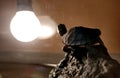 Baby turtle siting on a stone and basking under a yellow bulb