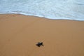 Baby turtle creeps into the ocean
