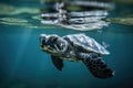 baby turtle swimming against the current to reach the ocean