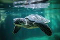 baby turtle swimming against the current to reach the ocean