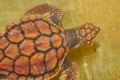 Baby turtle Royalty Free Stock Photo