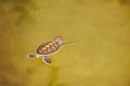 Baby turtle Royalty Free Stock Photo