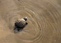 Baby turtle swimming in the water