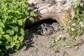 Baby Turtle Testudo Marginata european landturtle family two hiding wooden cave closeup wildlife Royalty Free Stock Photo