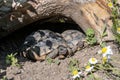 Baby Turtle Testudo Marginata european landturtle family two hiding wooden cave closeup wildlife Royalty Free Stock Photo