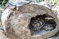 Baby Turtle Testudo Marginata european landturtle family two hiding wooden cave closeup wildlife Royalty Free Stock Photo