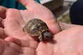 Baby Turtle