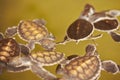 Baby turtle Royalty Free Stock Photo