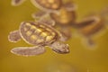 Baby turtle Royalty Free Stock Photo